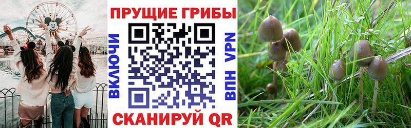 Псилоцибиновые грибы Psilocybine cubensis  наркота  Комсомольск 